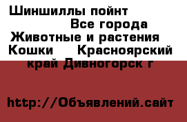 Шиншиллы пойнт ns1133,ny1133. - Все города Животные и растения » Кошки   . Красноярский край,Дивногорск г.